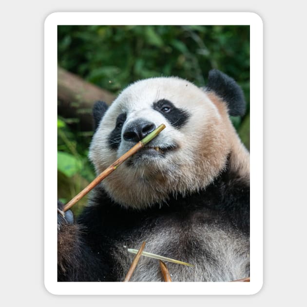 Panda Bamboo Smells Good Sticker by LukeDavidPhoto
